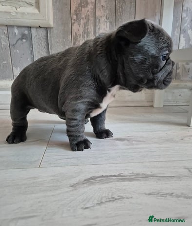 French Bulldog dogs 🐾🩷 LAST! Stunning French Bulldog Girl left🩷 - Advert 3