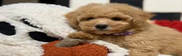 Poochon dogs for sale: Stunning litter of poochons ready now - Advert 5