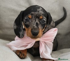 Miniature Dachshund dogs - Advert 3