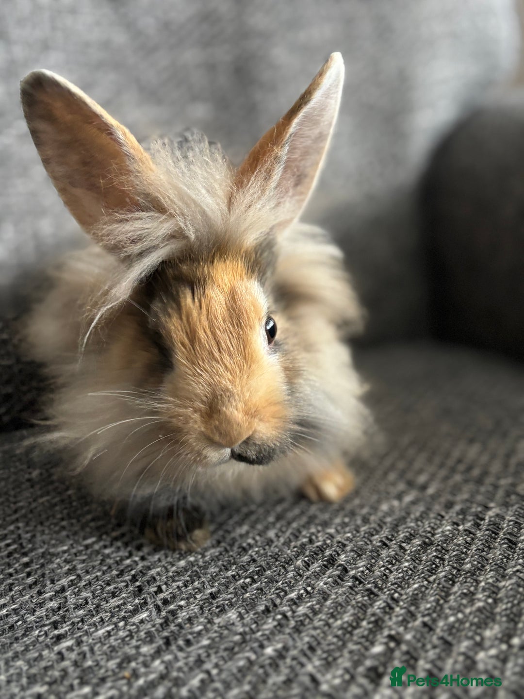 Lionhead rabbits for sale: 3 females Dutch x lionhead ready to go💞 - Image 8