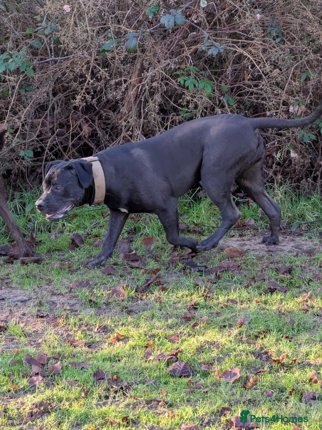 Mixed Breed dogs for sale: Canecorso cross borbel  - Advert 6