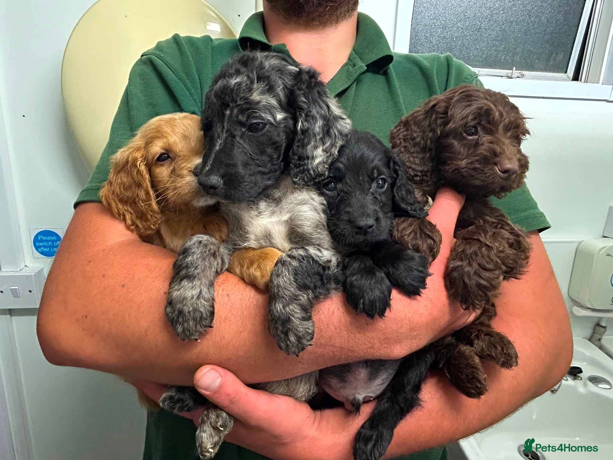 Cockapoo dogs Cockapoo puppys  - Advert 2