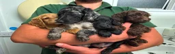 Cockapoo dogs for sale: Cockapoo puppys  - Advert 2