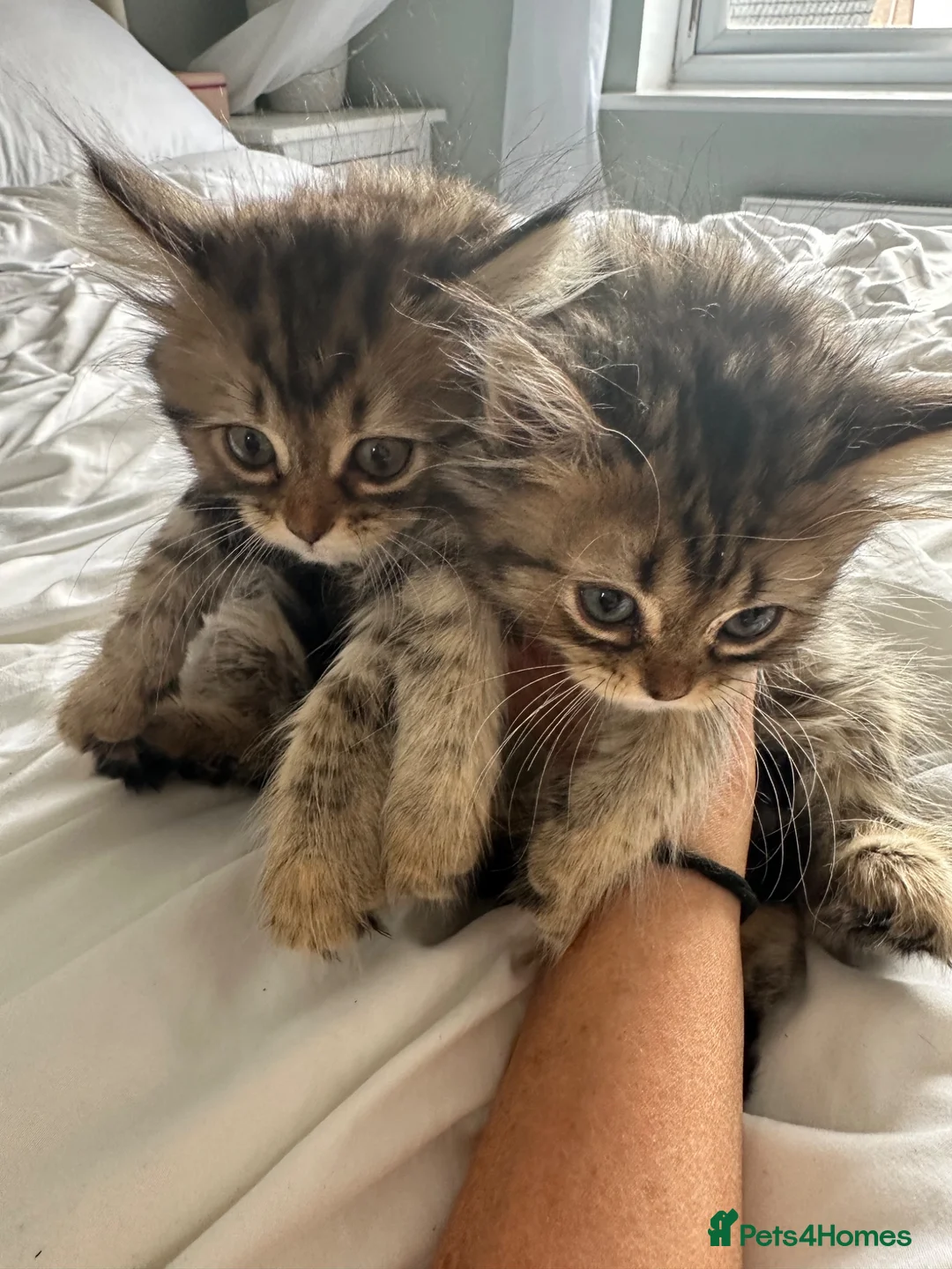 Persian cats for sale: Mixed breed Persian Kittens  - Advert 2