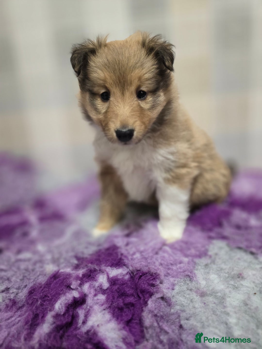 Shetland Sheepdog dogs for sale: Shetland sheepdog girl pups - Advert 2