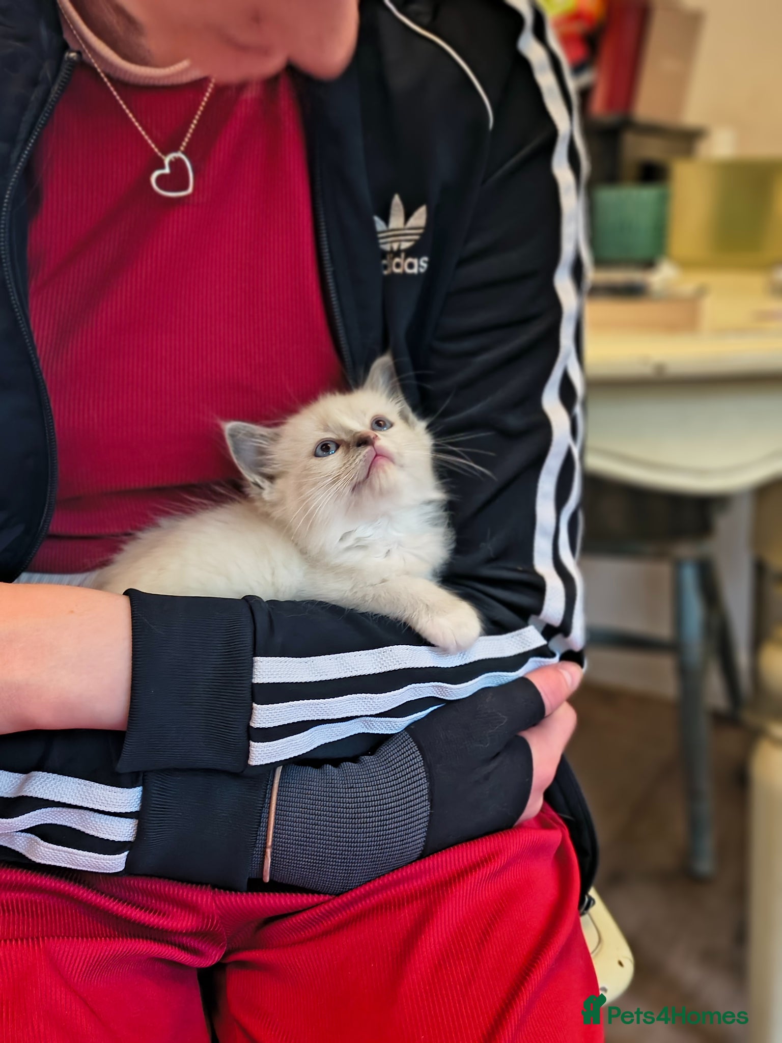 Ragdoll cats for sale: Blue mitted Ragdoll kittens - Advert 12