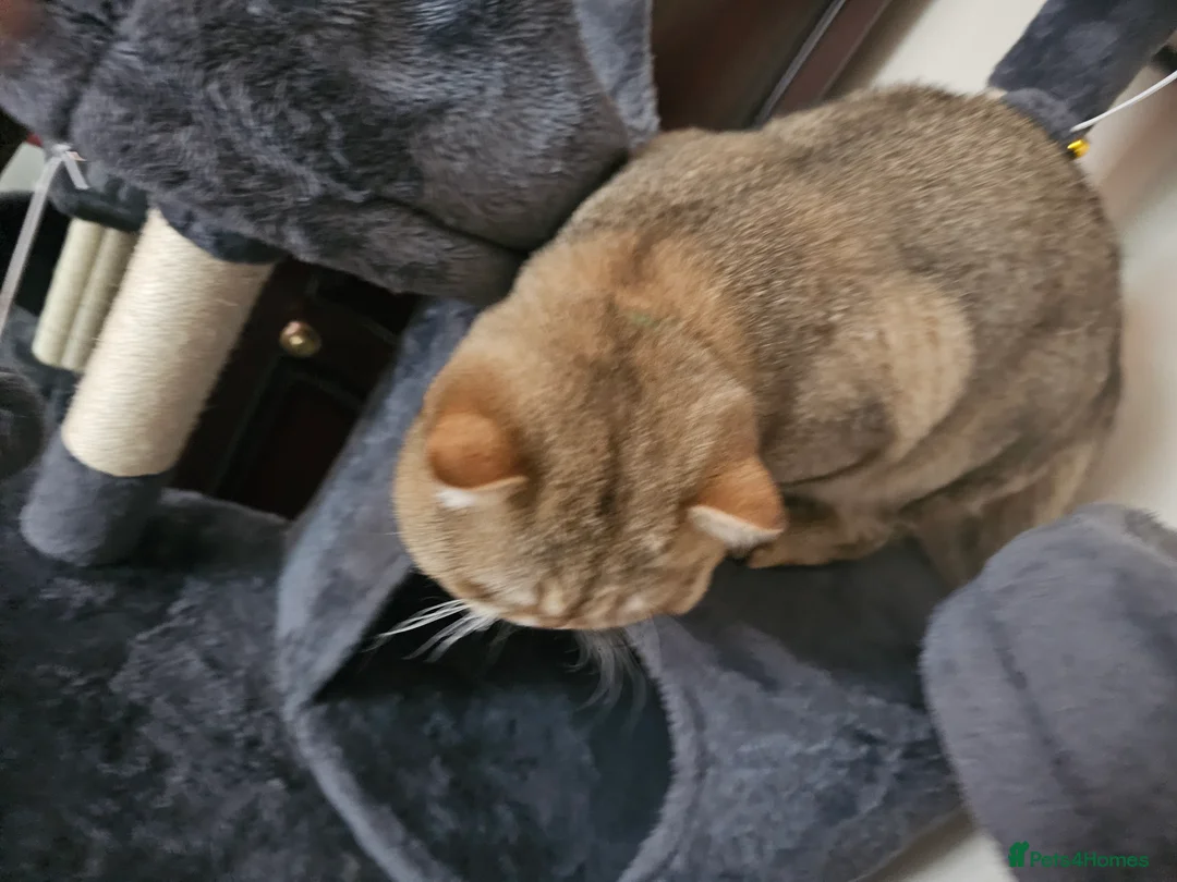 British Shorthair cats for sale: Blue, Feline - Advert 2