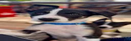 Border Collie dogs for sale: Litter of 2 beautiful male border collie puppies. - Advert 12