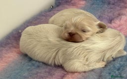 Shih Tzu dogs for sale: Imperial Shihtzu for sale  - Image 4