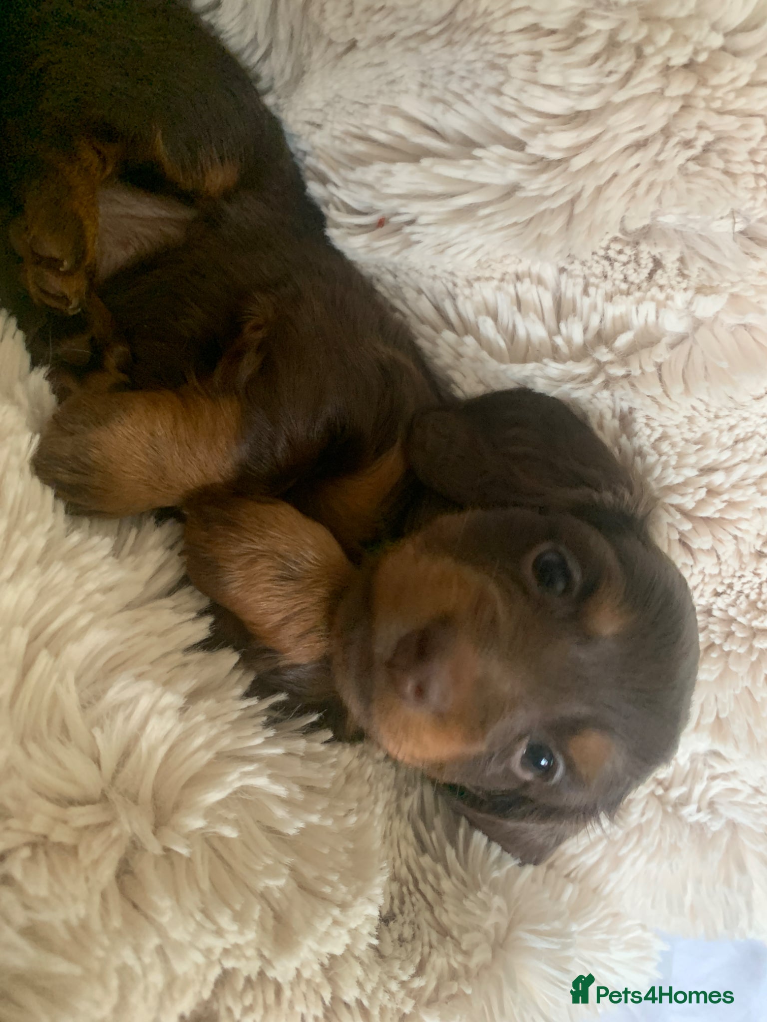 Dachshund dogs Miniature pedigree dachshund puppies  - Advert 1