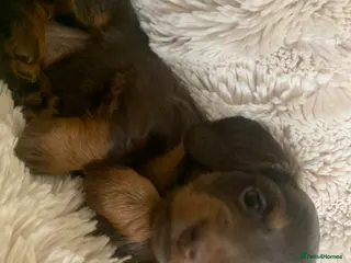 Dachshund dogs Miniature pedigree dachshund puppies - Advert 3