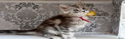 Maine Coon cats for sale: READY NOW GCCF Registered Maine Coon Kittens - Advert 21
