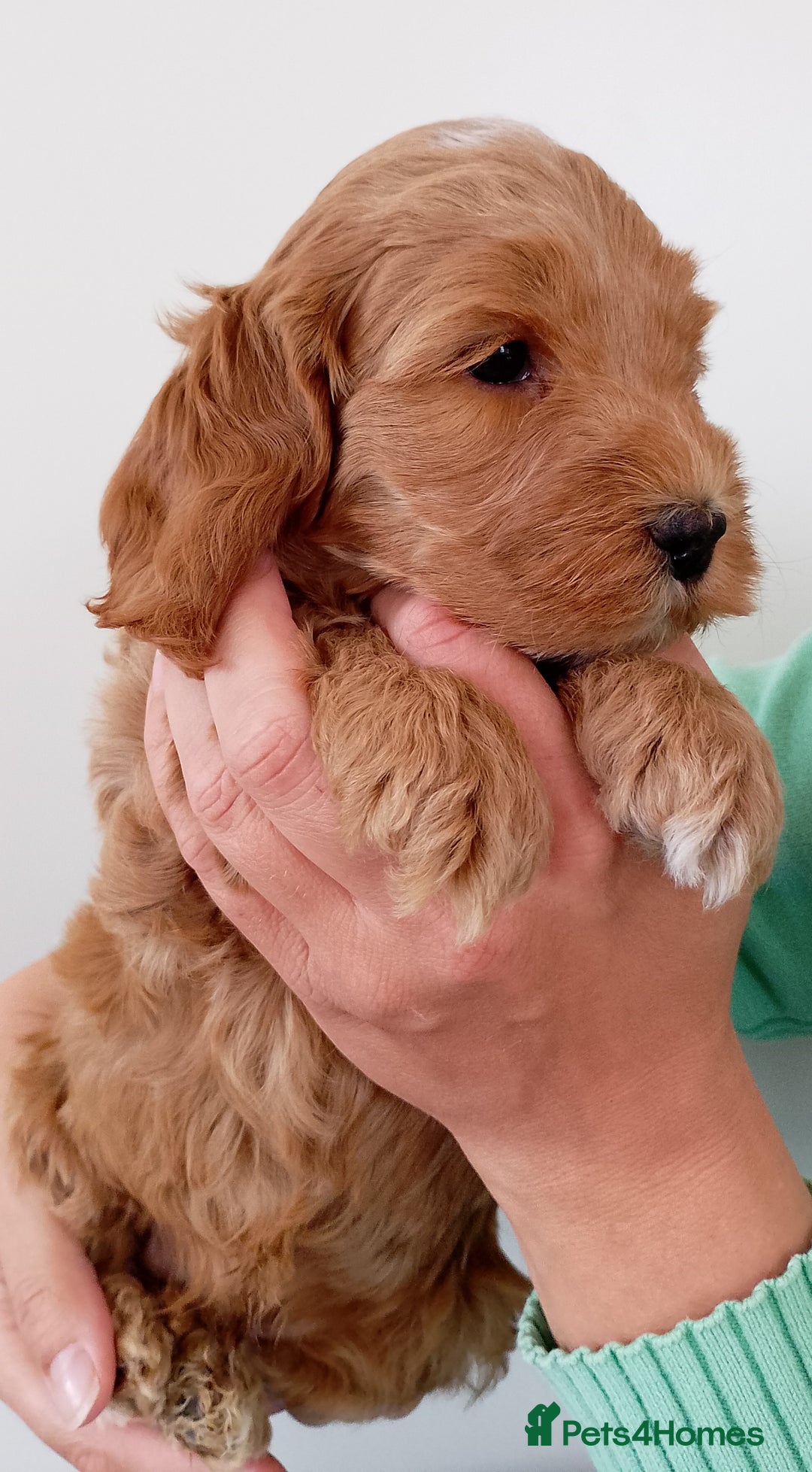 Cockapoo dogs for sale: Stunning F1 Red Miniature - Health Tested Parents - Image 12