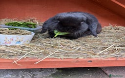 Mini Lop rabbits for sale: Reggie looking for a loving home💙 - Image 5
