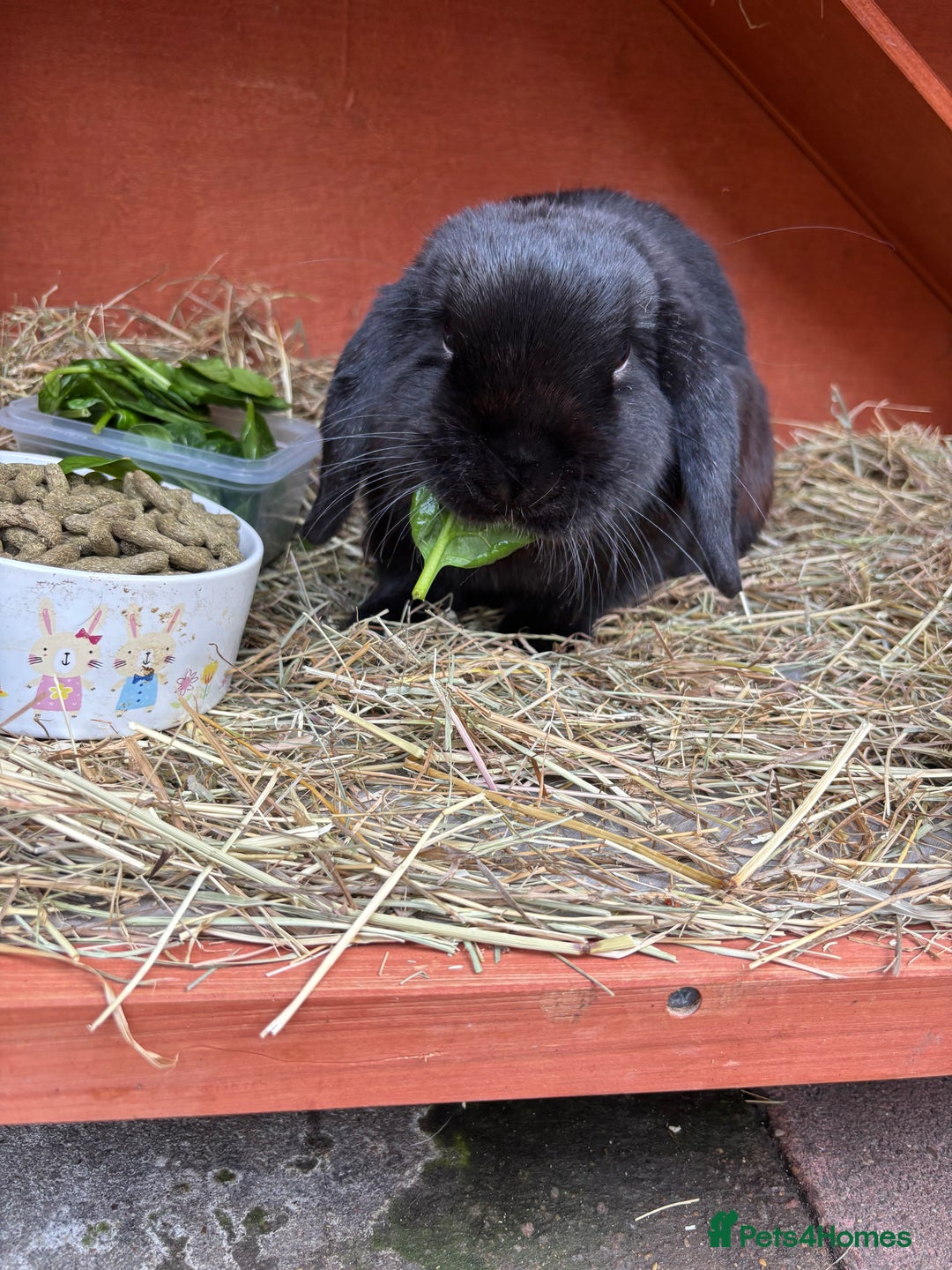 Mini Lop rabbits for sale: Reggie looking for a loving home💙 - Image 5