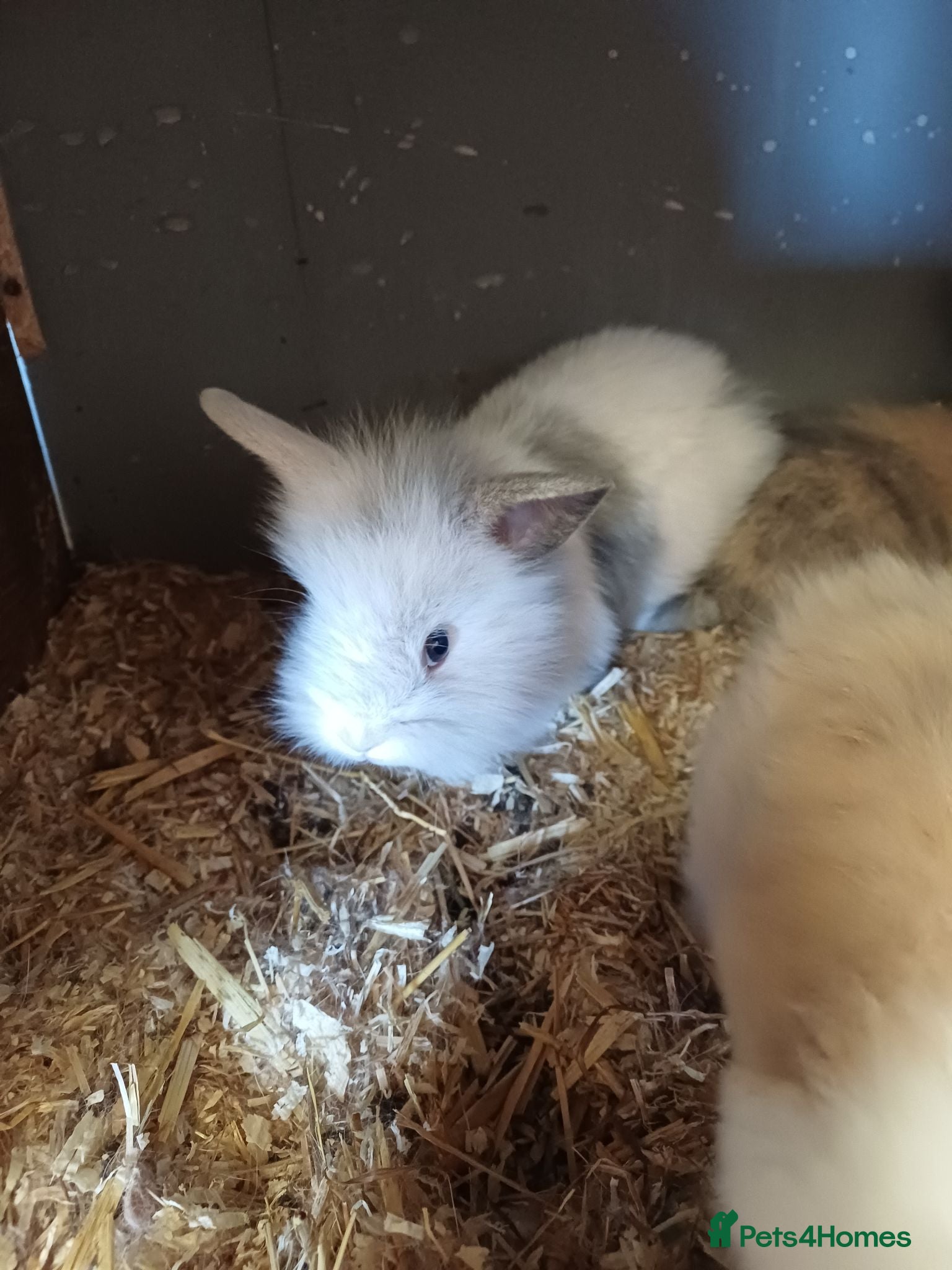 Lionhead rabbits Loinheads  - Advert 1