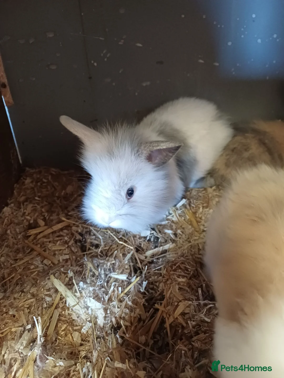 Lionhead rabbits for sale: Loinheads  - Advert 1