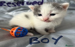 Mixed Breed cats for sale: ❤️*Blue/white & black/white friendly kittens*❤️ - Image 17