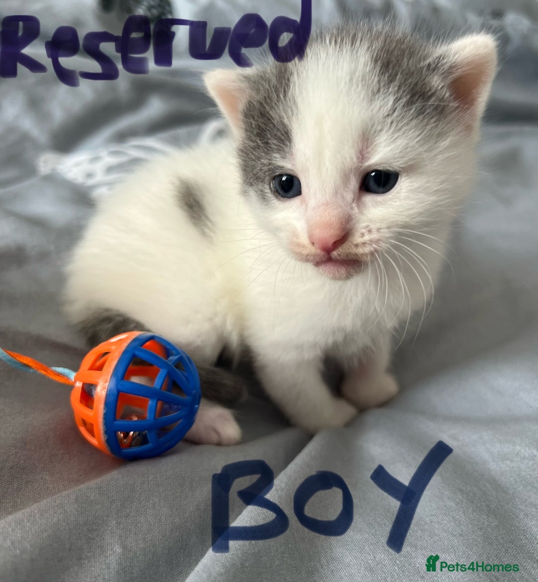 Mixed Breed cats for sale: ❤️*Blue/white & black/white friendly kittens*❤️ - Image 17