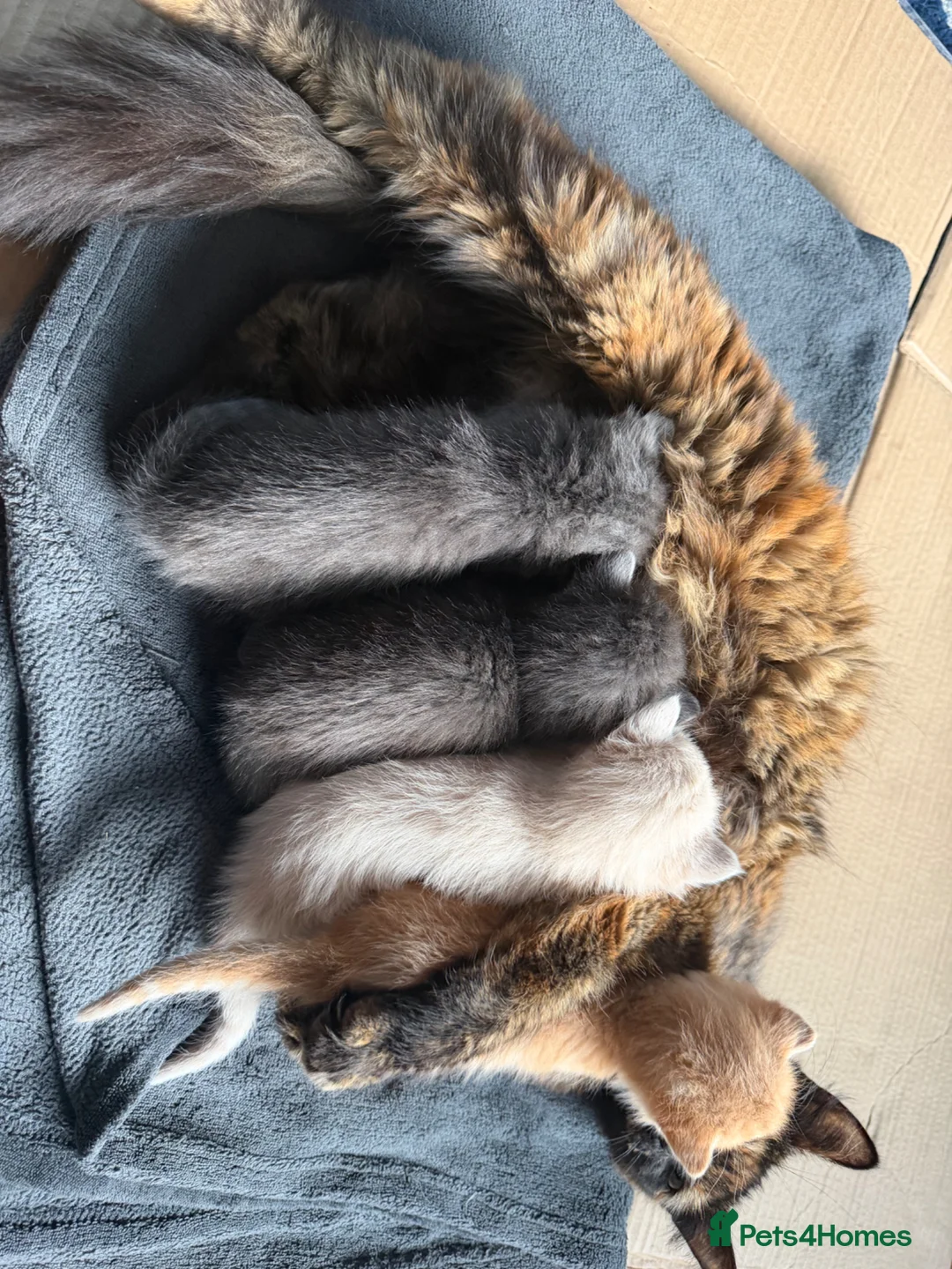 Mixed Breed cats for sale: Gorgeous kittens - Advert 2