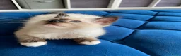 Ragdoll cats for sale: 4 TICA Registered Ragdoll girls available - Advert 22