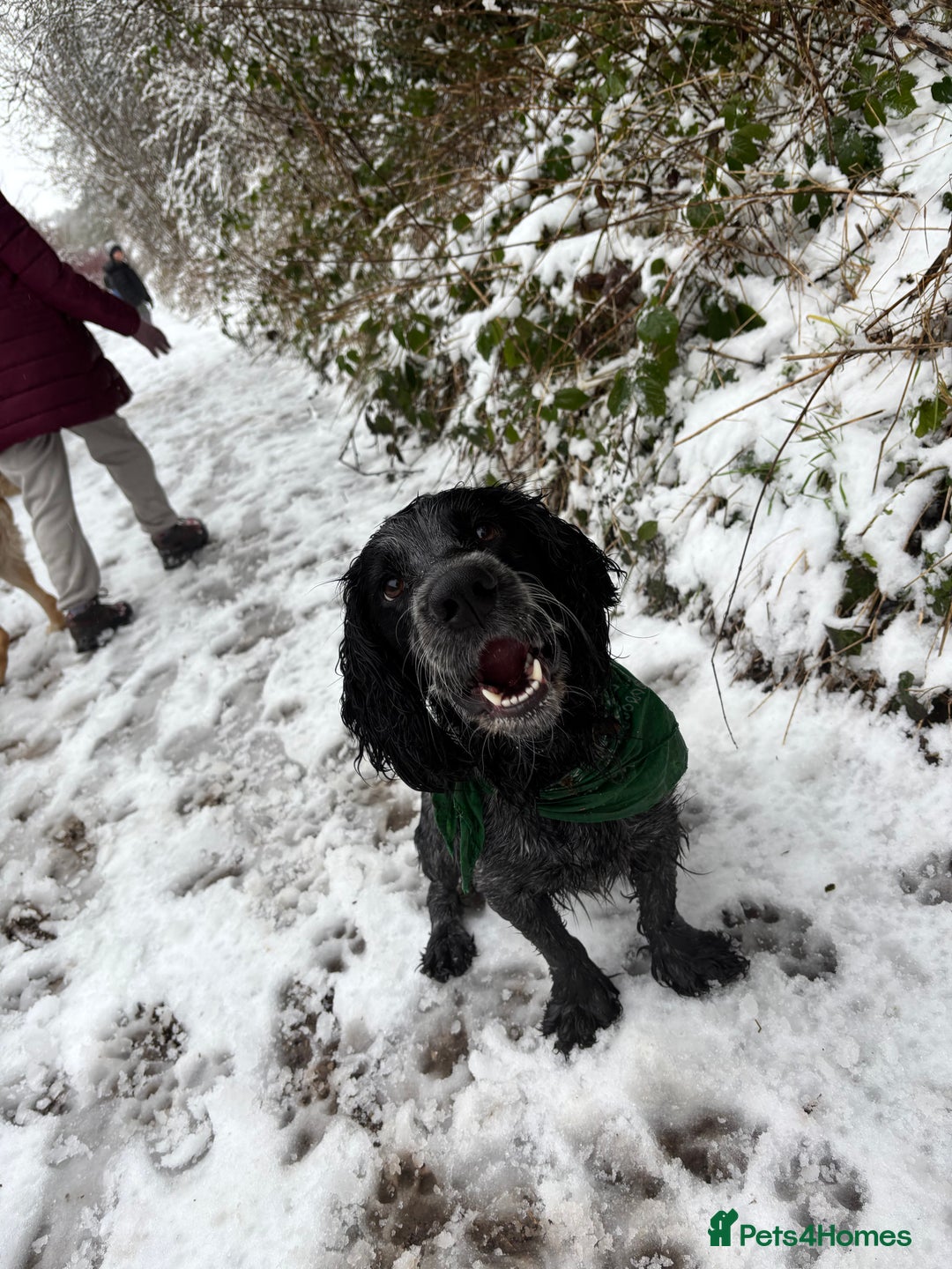 Cocker Spaniel dogs for sale: Scooby cocker spaniel - Advert 7