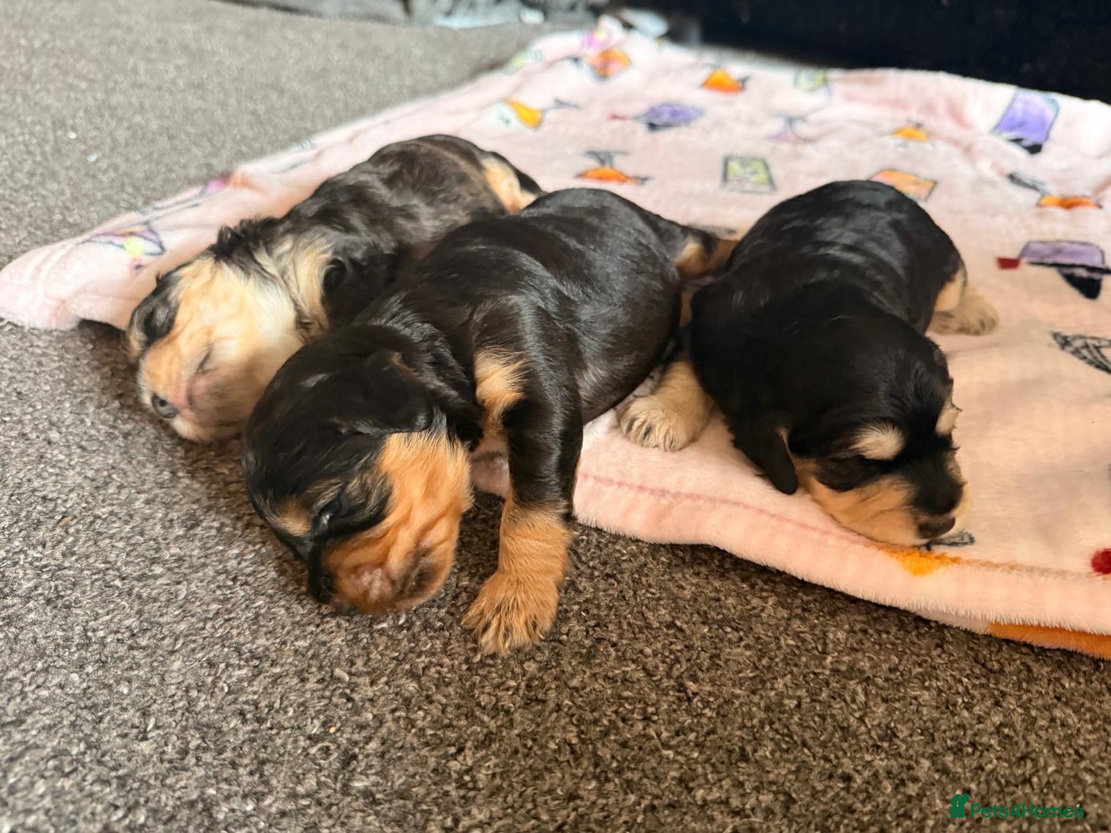 Cockapoo dogs Sable cockapoo puppies F2 - Advert 3