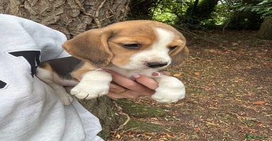 Beagle dogs - Advert 1