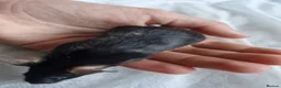 Mouse rodents for sale: 2 mice, one black, one white. 6m old - Advert 10