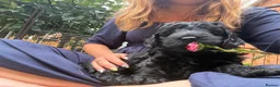 Australian Labradoodle dogs for sale: Australian labradoodle's  - Advert 15