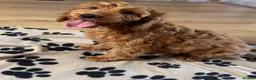 Cockapoo dogs for sale: Cockapoo puppies - Advert 1