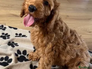 Cockapoo dogs Cockapoo puppies - Advert 3