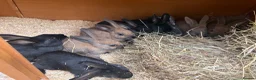 Mixed Breed rabbits for sale: gorgeous baby bunnies  - Advert 5