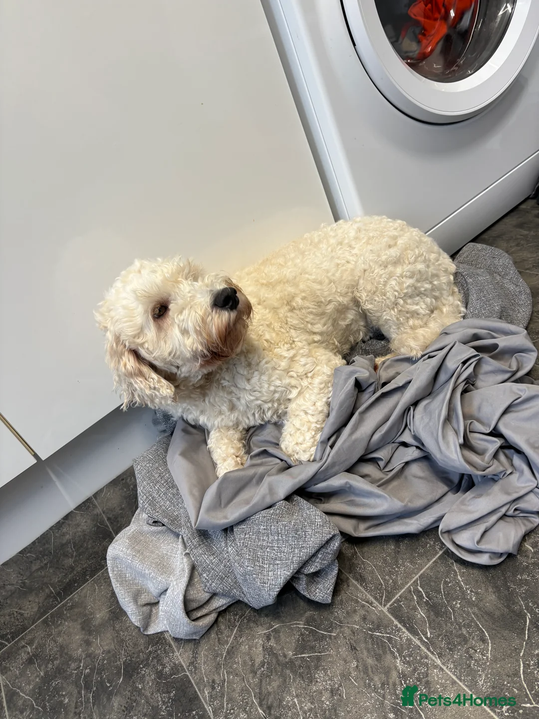 Cockapoo dogs for sale: Cockapoo, Seeking a adult only home  - Advert 7