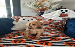 Labrador Retriever dogs for sale: Beautiful fox red Labrador pups - Image 31