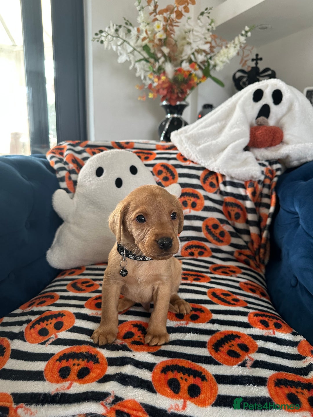 Labrador Retriever dogs for sale: Beautiful fox red Labrador pups - Image 31