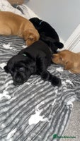 Labrador Retriever dogs - Advert 4