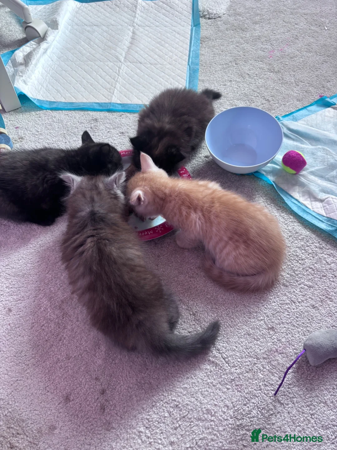 Persian cats for sale: The most adorable cross Persian kittens.  - Advert 24