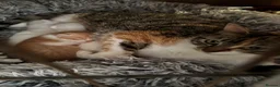 Mixed Breed cats for sale: Gorgeous white male kitten  in Mexborough - Advert 1