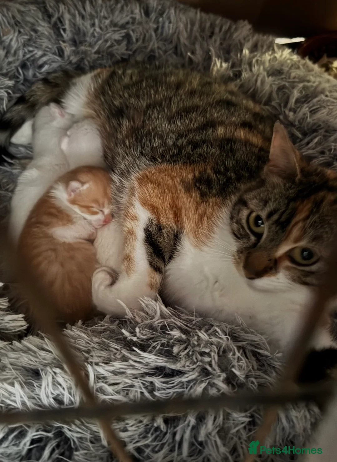 Mixed Breed cats for sale: Gorgeous white male kitten  in Mexborough - Advert 1