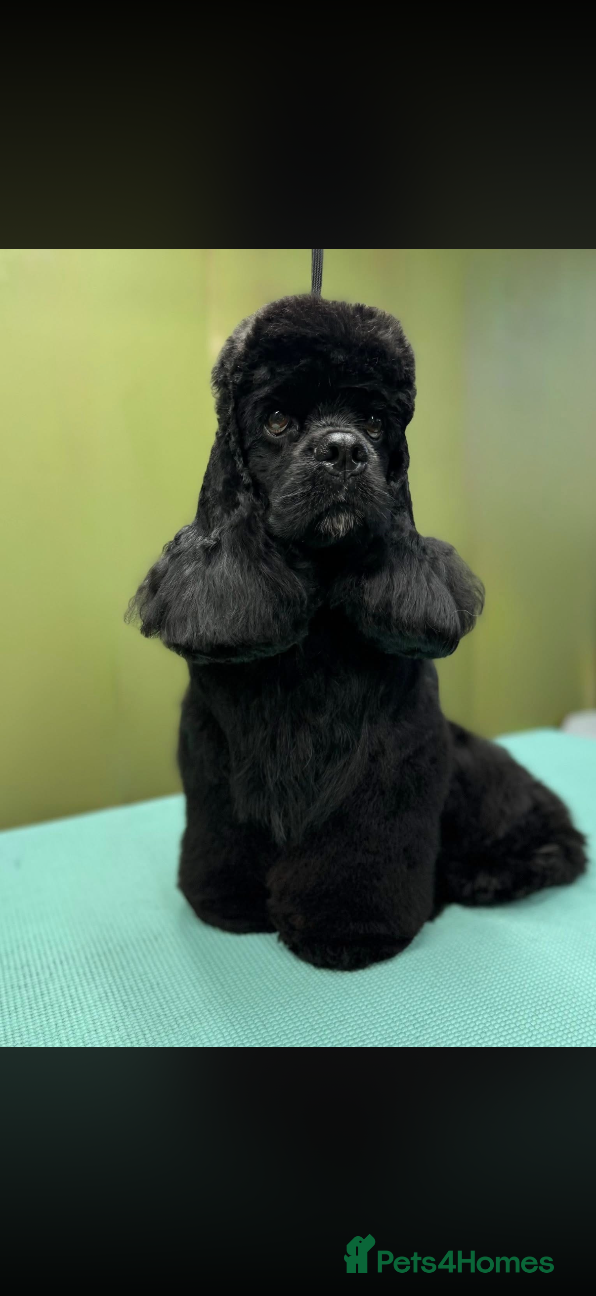 American Cocker Spaniel dogs KC PROVEN American Cocker Spaniel Stud (0.1% COI) in Stafford - Advert 1