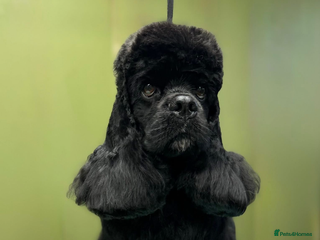 American Cocker Spaniel dogs KC PROVEN American Cocker Spaniel Stud (0.1% COI) in Stafford - Advert 1