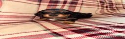 Dachshund dogs for sale: Quality Dachunds - Advert 30