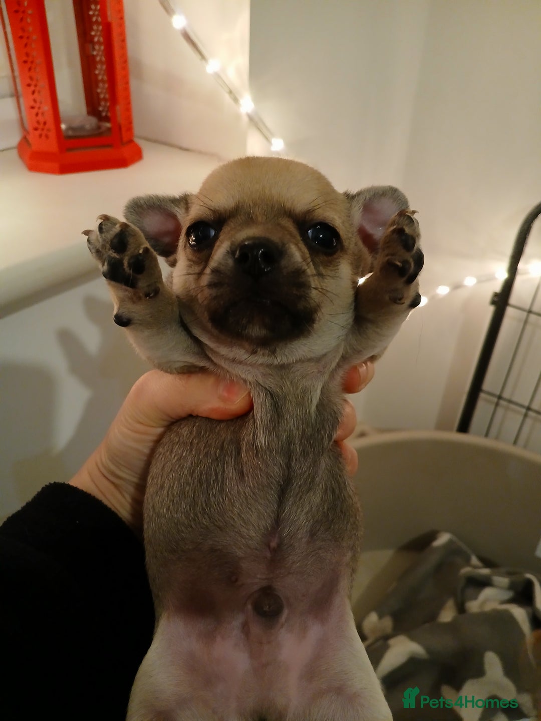 Chihuahua dogs for sale: Last little boy - Advert 4