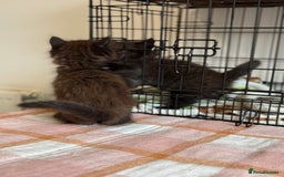 British Longhair cats for sale: Male  British long haired kittens - Image 14