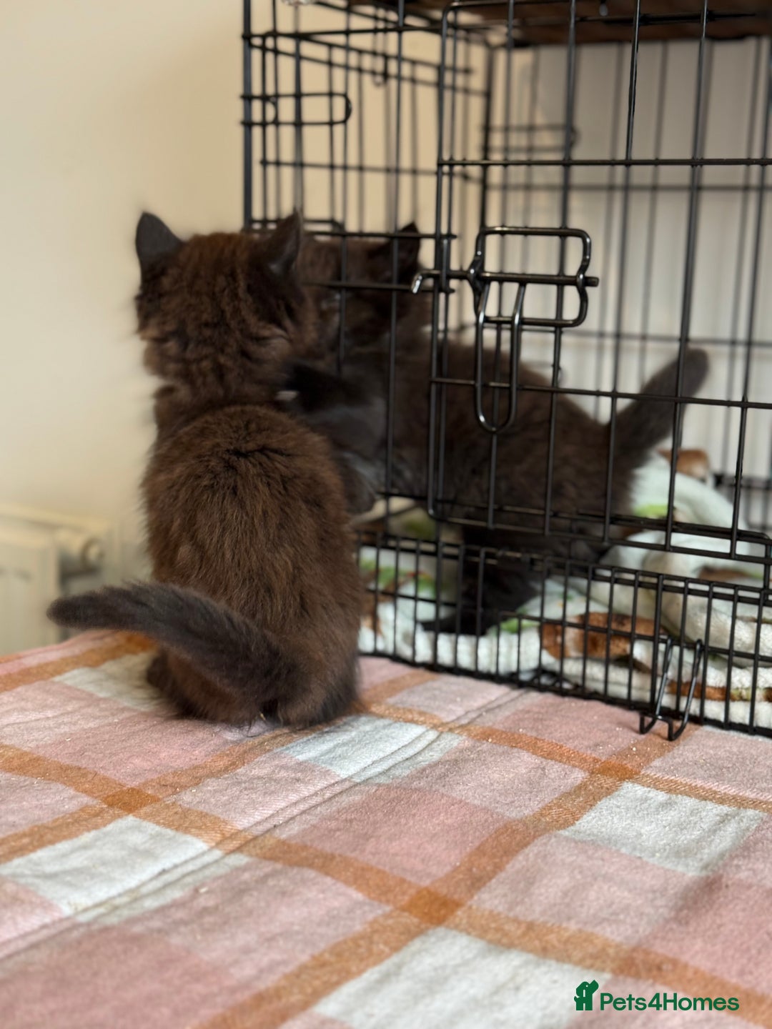 British Longhair cats for sale: Male  British long haired kittens - Image 14
