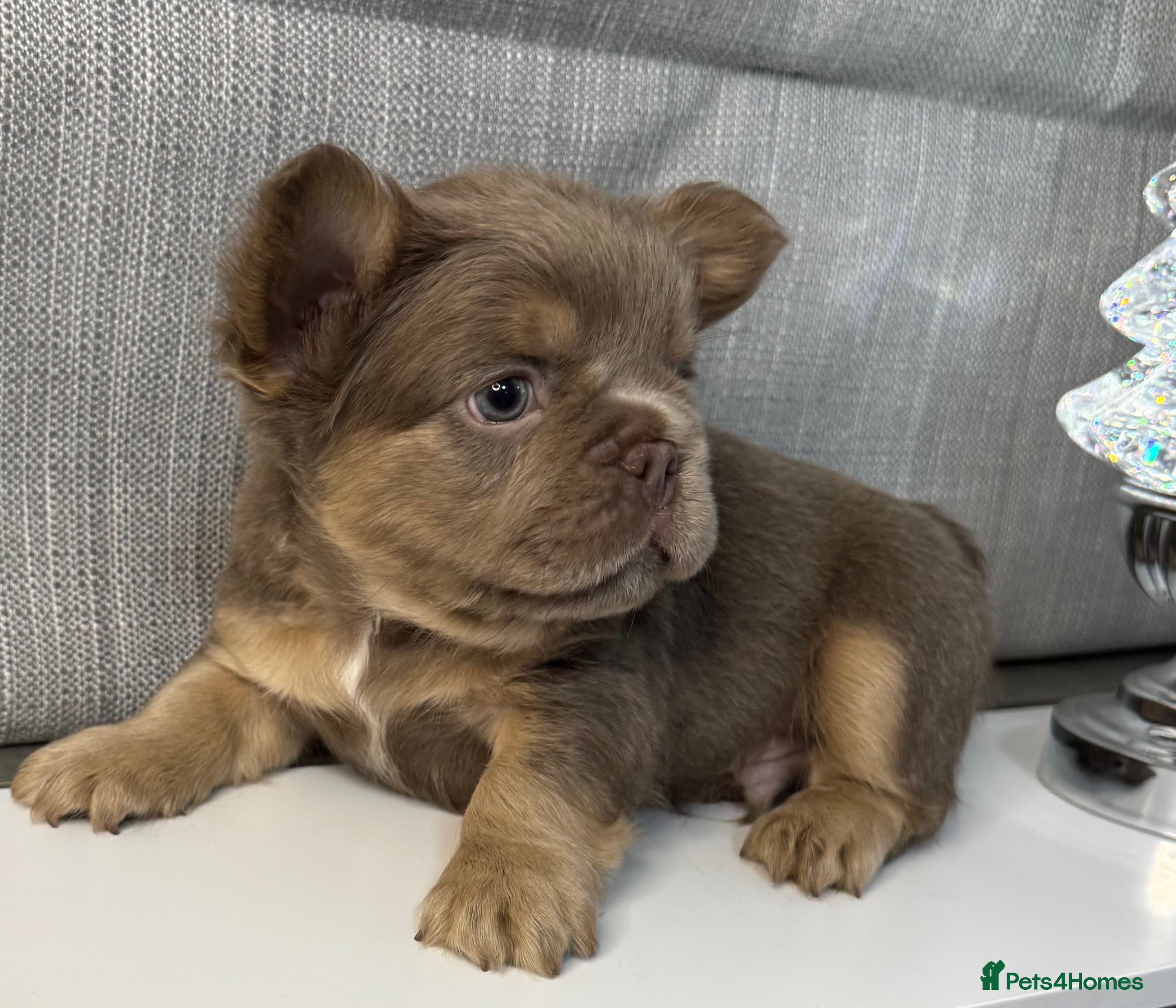 French Bulldog dogs Outstanding Frenchie pups  - Advert 2