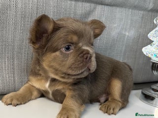 French Bulldog dogs Outstanding Frenchie pups - Advert 1