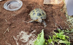 Tortoise reptiles for sale: Horsefield tortoise for sale - Image 10