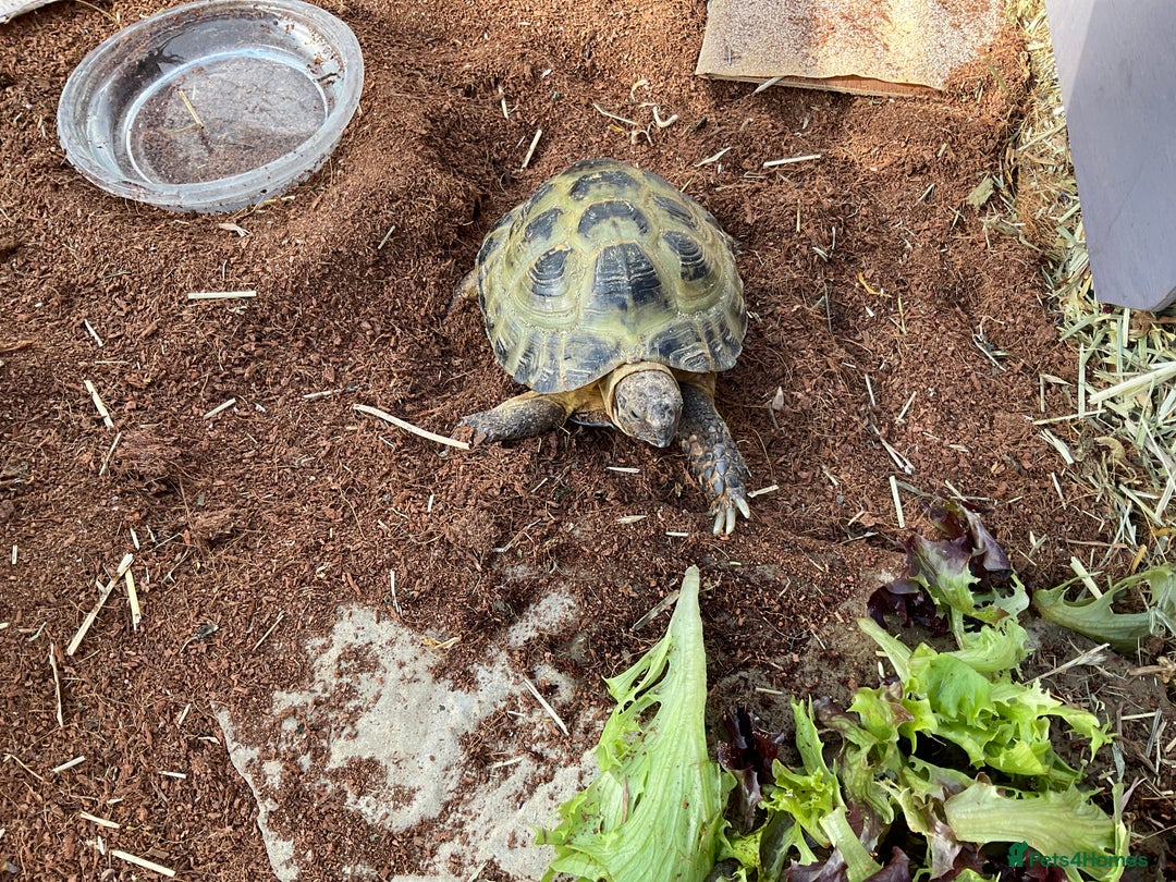 Tortoise reptiles for sale: Horsefield tortoise for sale - Image 10